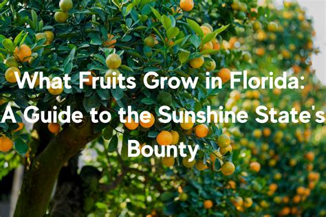 What Fruits Grow In Florida A Guide To The Sunshine States Bounty