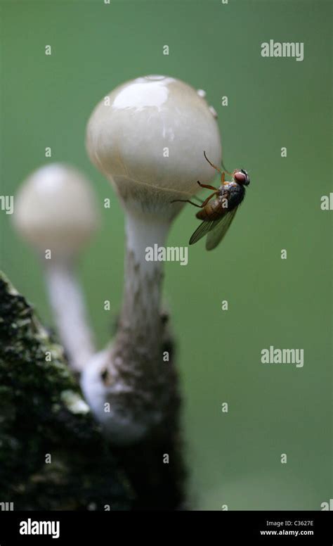 Face Fly Autumn House Fly Or Cattle Fly Musca Autumnalis Muscidae