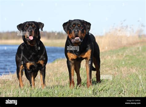 Rottweilers Two Dog Rottweiler Hi Res Stock Photography And Images Alamy