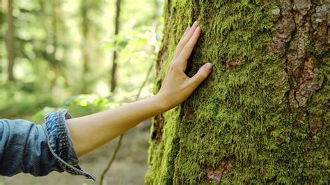 Plaisirs Simples Pour Se Reconnecter La Nature Depuis Mon Hamac