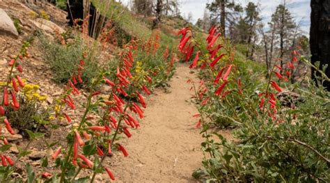 How to Plant, Grow, and Care for Firecracker Plants