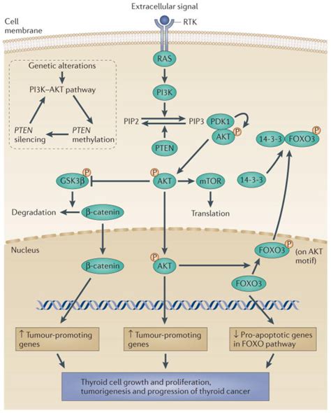 Figure 11 From Thyroid Hormone Receptor Ss Trß Regulation Of Runt