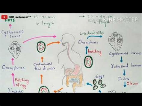 Hymenolepis nana life cycle | Hymenolepiasis | Symptom | Cestode ...