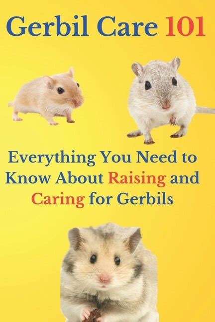 Gerbil Care 101 Everything You Need To Know About Raising And Caring