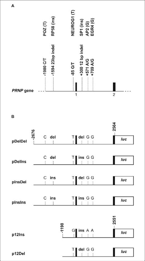 Schematic Representation Of The 5 End Of The Bovine PRNP Gene And The