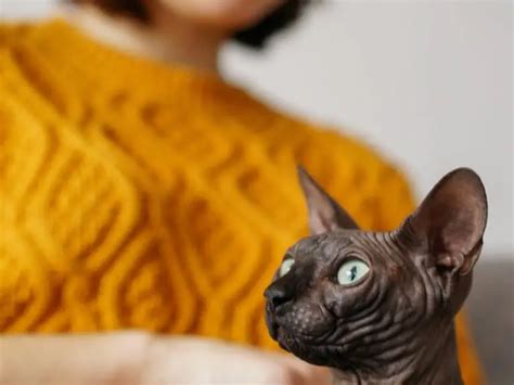 Funny Names For Hairless Cats Bald Feline Humor