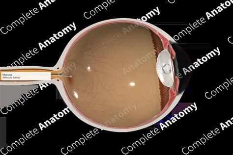 Macula Complete Anatomy