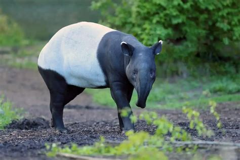 Tapir - Worldwide Nature