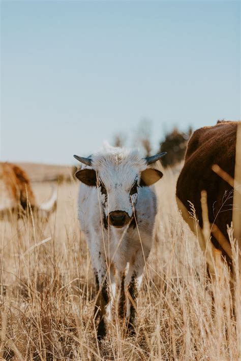 Kansas Longhorns By Open Triangle Photography Artofit