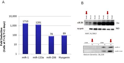 Quantigene Mirna Singleplex Assay Data And Specifications Thermo Fisher