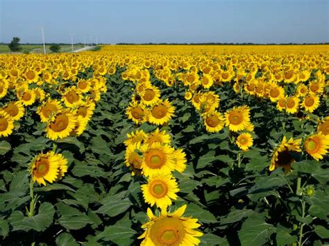 Devoted Husband Plants 1 2 MILLION Sunflowers In A Field Because He