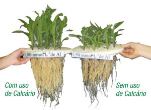 Calagem procedimento determinante na produção de culturas vegetais