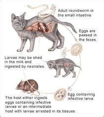 Roundworms In Cats Signs Symptoms And Prevention Cat World