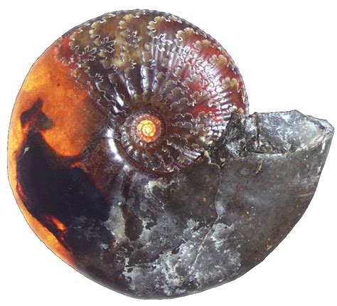 Geology In The West Country Whats Inside An Ammonite