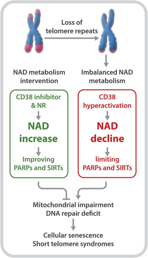 Frontiers Nad Linked Metabolism And Intervention In Short Telomere