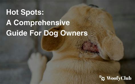 Hot Spots: A Comprehensive Guide For Dog Owners | WoofyClub