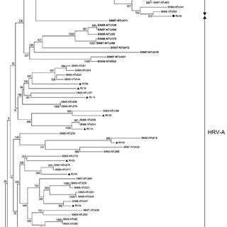 Figure Phylogenetic Analysis Of Human Rhinoviruses HRVs From