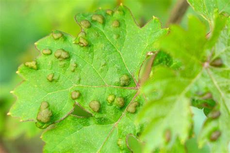 Diseases of Grape Leaves Eriophyes Colomerus Vitis. Sick Vine Leaf Stock Image - Image of farmer ...