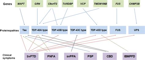 The Molecular And Genetic Classification Of FTLD Four Distinct