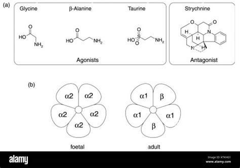 Glycine receptor StructureAgonistsAntagonists Stock Photo - Alamy