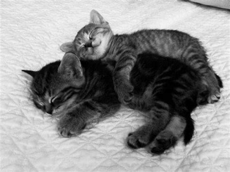 20 Adorable Pictures Of Kittens Hugging Each Other