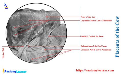 placenta      cotyledons  caruncles  cows