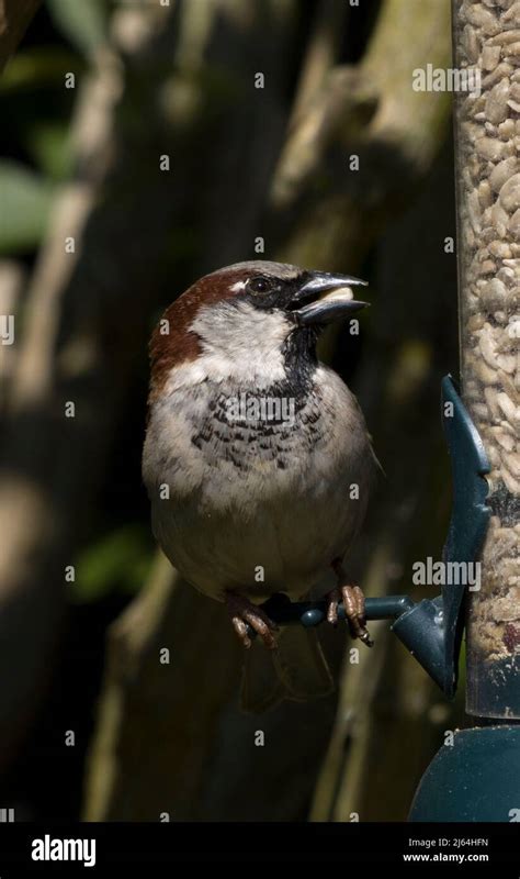 Male House Sparrow Stock Photo - Alamy