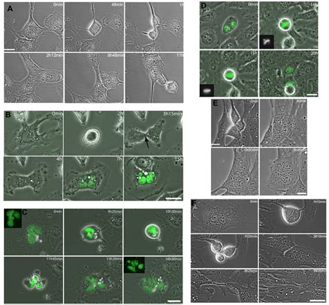 Cytokinesis Regression In Rpe 1 And Lc Hk2 Cells Time Lapse Imaging Of Download Scientific