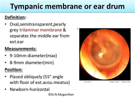 External Ear Tympanic Membrane And Auditory Tube Dr N Mugunthan M S