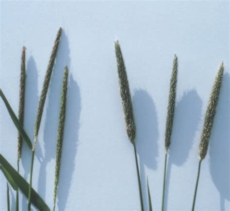 Foxtail Grass Identification