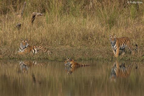 Bandhavgarh Wildlife Photography Tour - Tiger Photo Tour | The Outback Experience