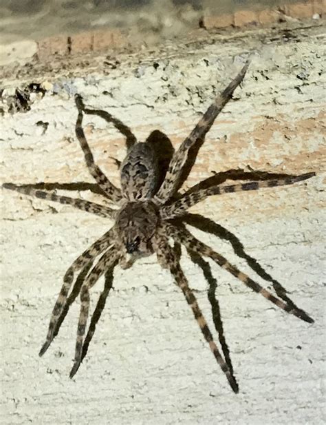 Spider Control And Extermination — Community Pest Solutions