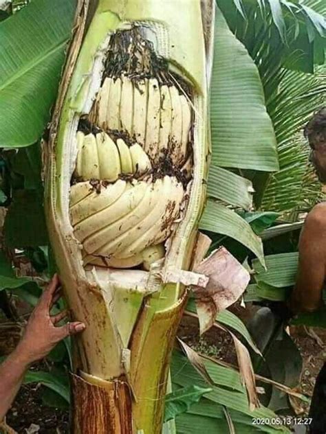 Bananas Growing Inside The Tree 9gag