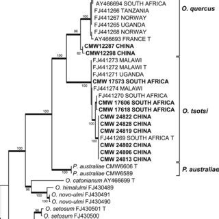 Phylogram Resulting From A Maximum Likelihood Ml Analysis Of The