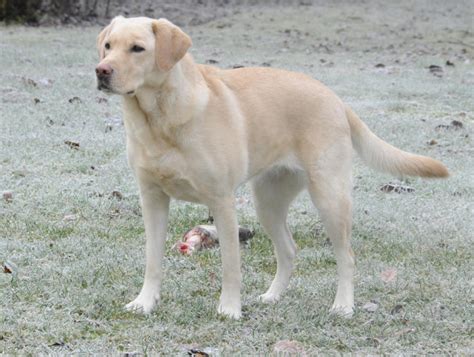 What Colors do Labrador Retrievers have?