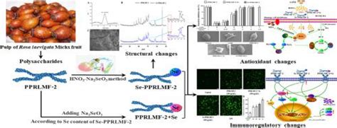 硒化修饰对玫瑰果肉多糖抗氧化和免疫调节活性的影响international Journal Of Biological