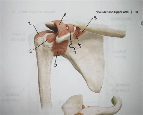 Lab 2: Shoulder & Upper Arm (ligaments) Flashcards | Quizlet