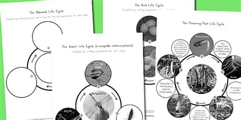 Differentiated Life Cycles Worksheets Professor Feito