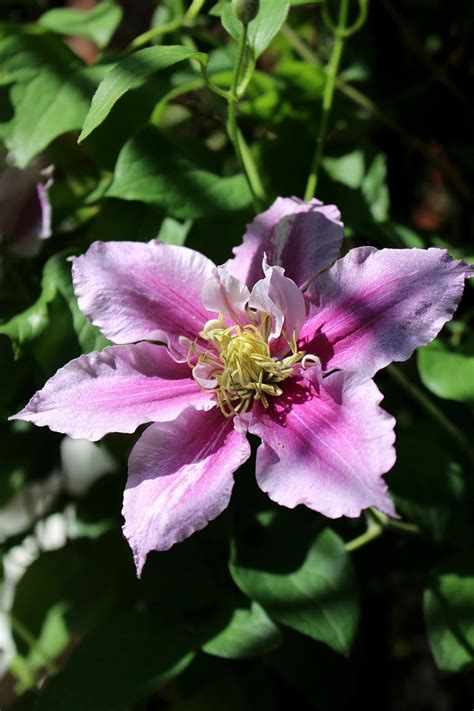 Clematis Blume Licht Und Schatten Kostenloses Foto Auf Pixabay Pixabay