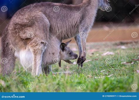 Kangaroo joey in pouch stock image. Image of giganteus - 270090971