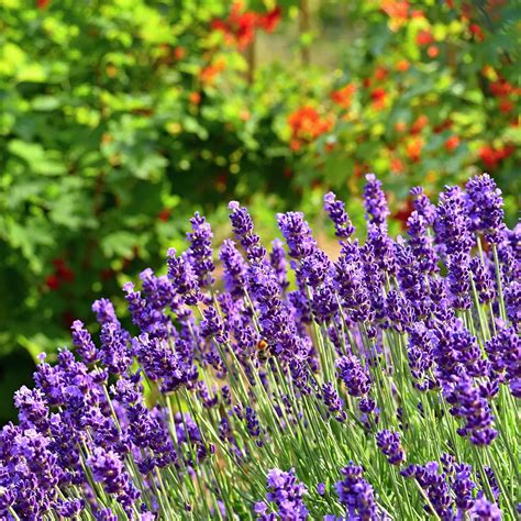 Lavandula Regal Splendour Pot Size L French Lavender Regal