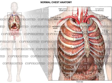 Chest Anatomy