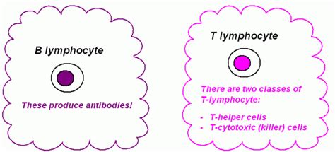 types lymphocytes : Biological Science Picture Directory – Pulpbits.net