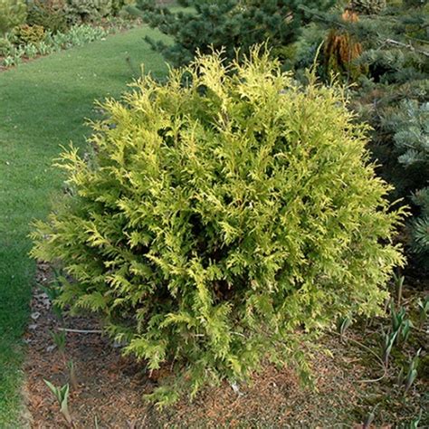 Thuja Occidentalis Golden Globe Tuja