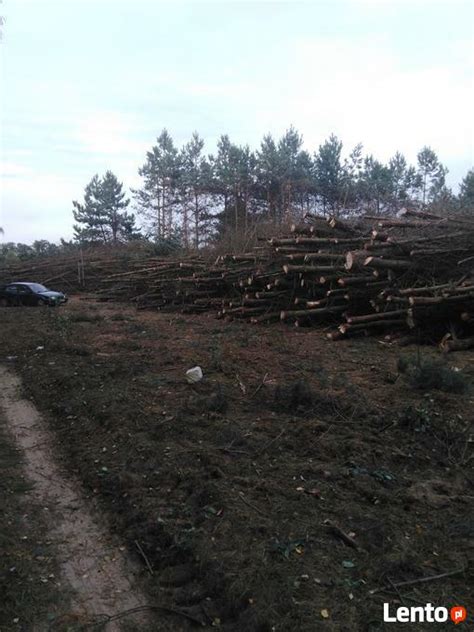 Archiwalne Wycinka drzew sadów samosiejki koszenie trawy Pułtusk