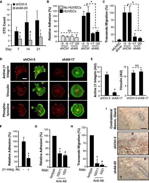 Adam Promotes Cancer Cell Adhesion To Endothelial Cells Via