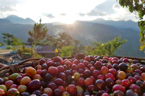 Mexico Rancho San Francisco Vournas Coffee Trading