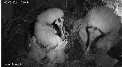 Webcam Mascha Und Hans Bartgeier Im Tierpark Goldau Schweiz 2024