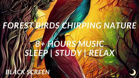 Forest Birds Chirping Nature Sleep Study Relax 8 Hours Ambient