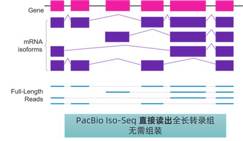 全长转录本测序的明星选手iso Seq请登场！ 生物通